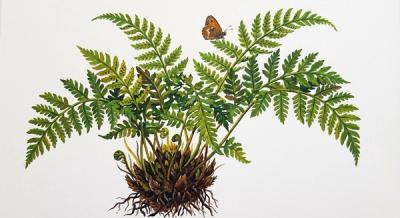 Brittle Bladder Fern (Cystopteris fragilis), colorful illustration