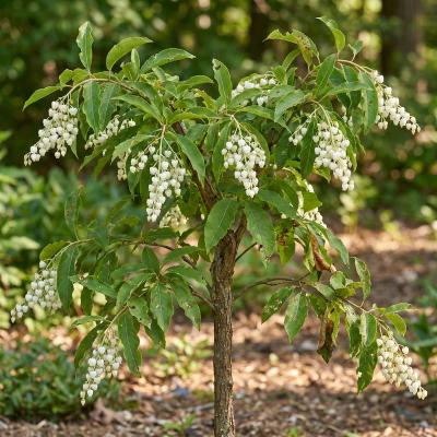 Sourwood (Oxydendrum arboreum)