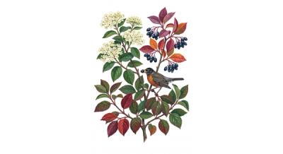 Blackhaw (Viburnum prunifolium), colorful illustration