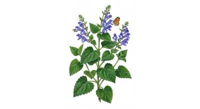 Heartleaf Skullcap (Scutellaria ovata), colorful illustration