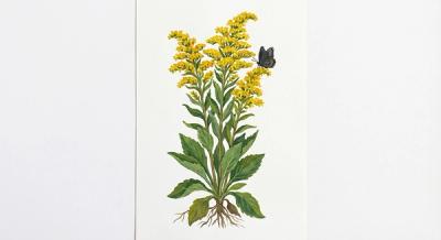 Showy Goldenrod (Solidago speciosa), colorful illustration