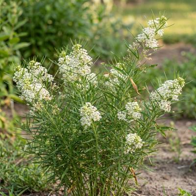 White Whorled Milkweed (Asclepias verticillata)