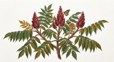 Staghorn Sumac (Rhus typhina), colorful illustration