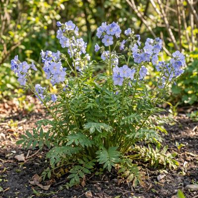 Jacob's Ladder (Polemonium reptans)
