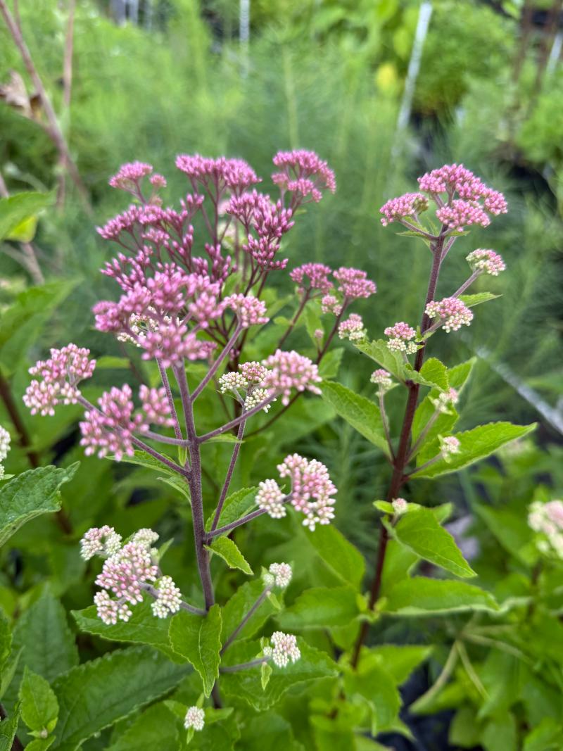 All Plants, Hill House Native Plants