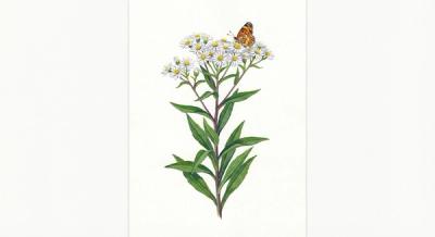 Flat-topped White Aster (Doellingeria umbellata), colorful illustration