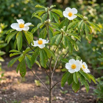 Franklin Tree (Franklinia alatamaha)
