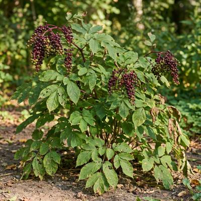 Spikenard (Aralia racemosa)