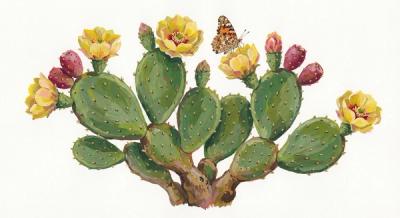 Spineless Prickly Pear (Opuntia humifusa), colorful illustration