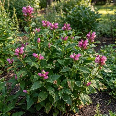 Pink Turtlehead (Chelone lyonii)