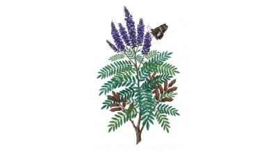 False Indigo Bush (Amorpha fruticosa), colorful illustration