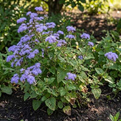 Hardy Ageratum (Conoclinium coelestinum)