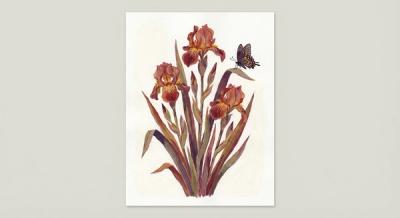 Copper Iris (Iris fulva), colorful illustration