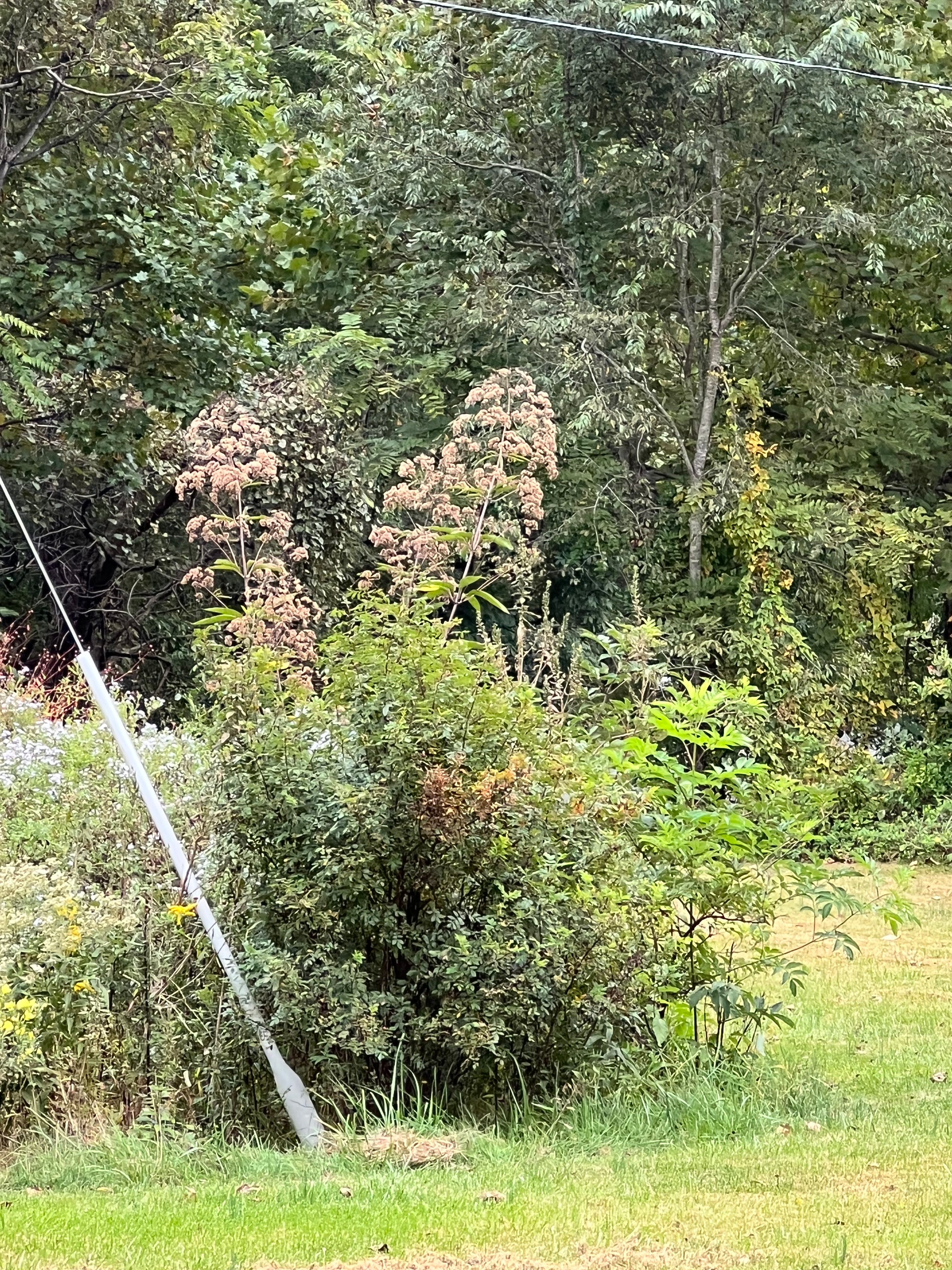 Spotted Joe-Pye Weed, Eutrochium maculatum