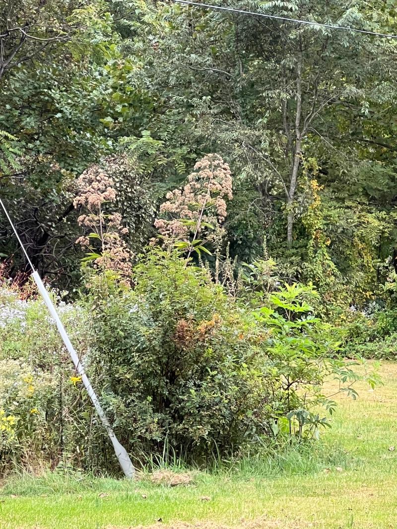Spotted Joe-Pye Weed