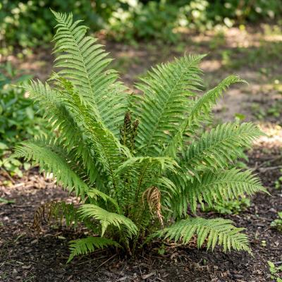 Ostrich Fern (Matteuccia struthiopteris)