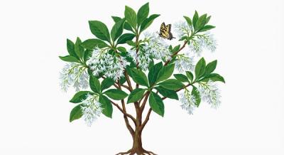 Fringetree (Chionanthus virginicus), colorful illustration
