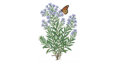 Aromatic Aster 'October Skies' (Symphyotrichum oblongifolium 'October Skies'), colorful illustration