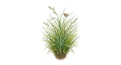 White-tinged Sedge (Carex albicans), colorful illustration