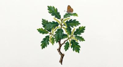 Chestnut Oak (Quercus montana), colorful illustration