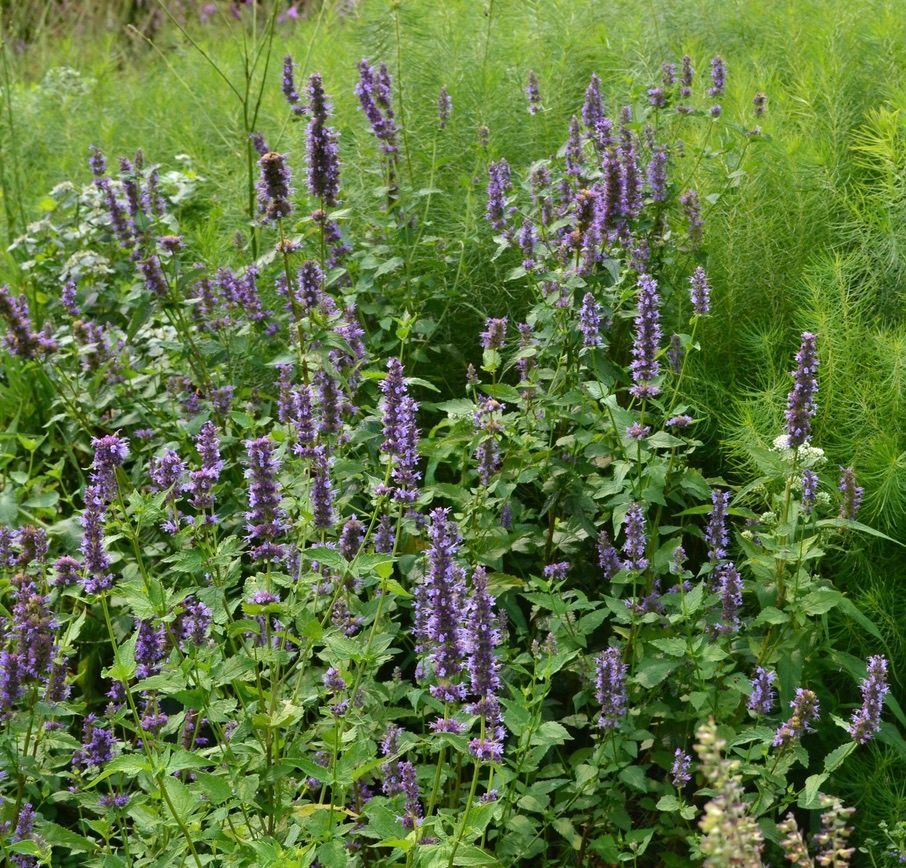 Giant Blue Hyssop, additional view