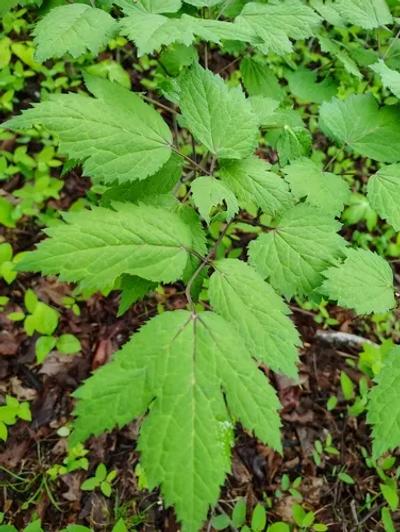 Black Cohosh (Actaea racemosa)