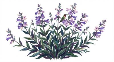 Calico Penstemon (Penstemon calycosus), colorful illustration