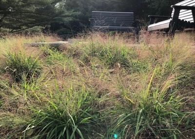 Purple Lovegrass (Eragrostis spectabilis)