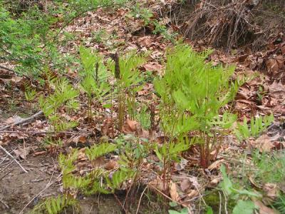 Sensitive Fern (Onoclea sensibilis)