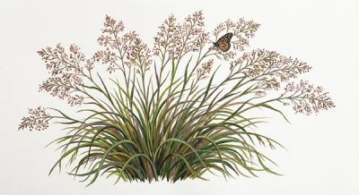 Prairie Dropseed (Sporobolus heterolepis), colorful illustration