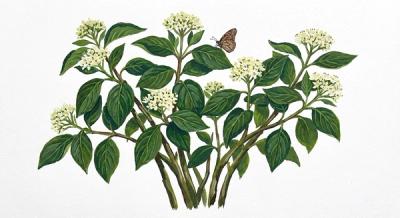 Silky Dogwood (Cornus amomum), colorful illustration