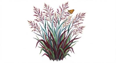 Shenandoah Switchgrass (Panicum virgatum 'Shenandoah'), colorful illustration
