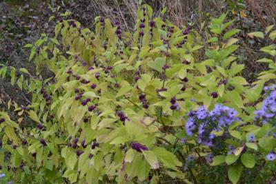 Beautyberry (Callicarpa americana)