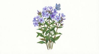 Woodland Phlox (Phlox divaricata), colorful illustration