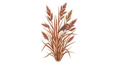 Elliot's Bluestem (Andropogon gyrans), colorful illustration