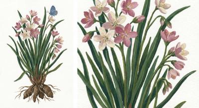 Spring Beauty (Claytonia virginica), colorful illustration