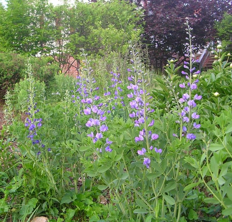 Wild Blue Indigo