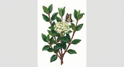 Smooth Viburnum (Viburnum nudum), colorful illustration