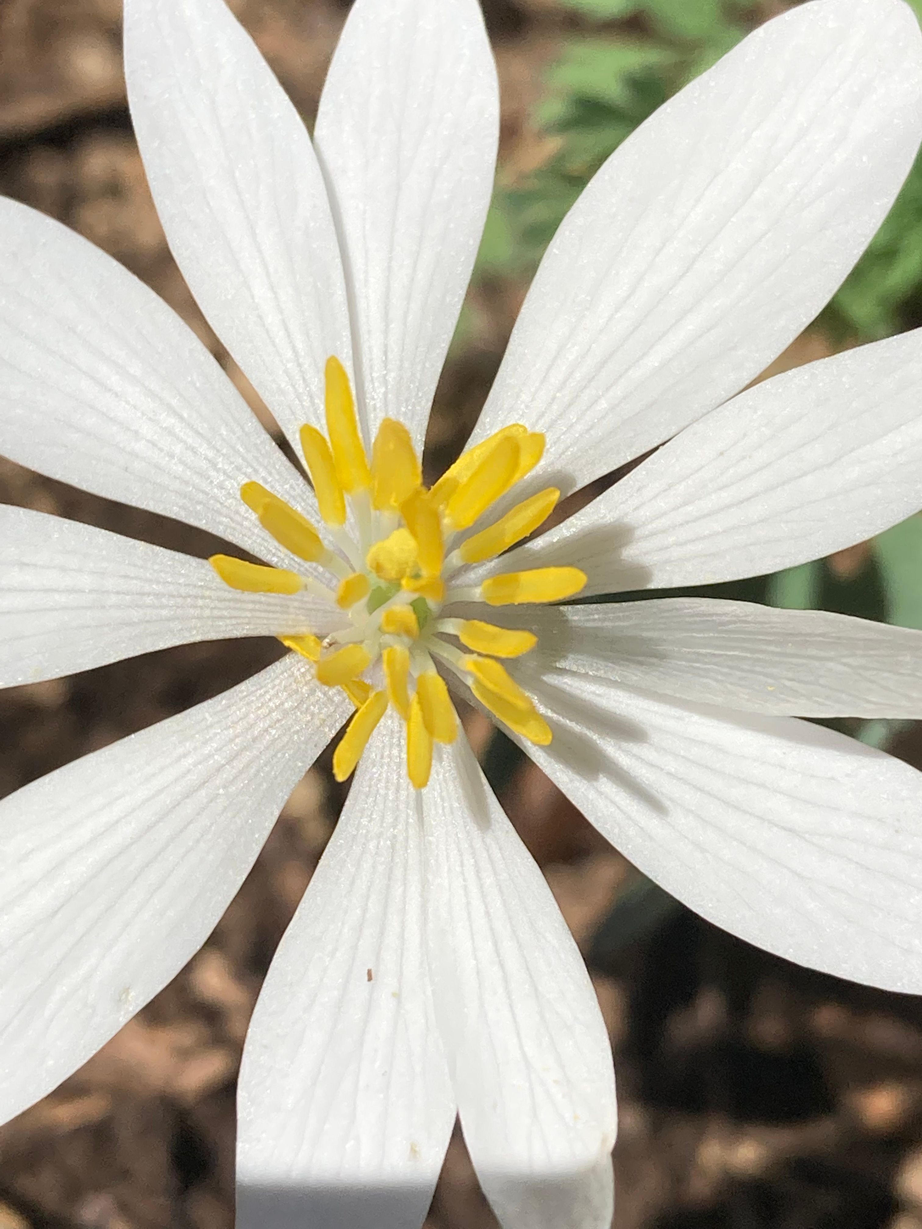 Bloodroot, additional view