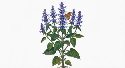 Giant Blue Hyssop (Agastache scrophularifolia), colorful illustration