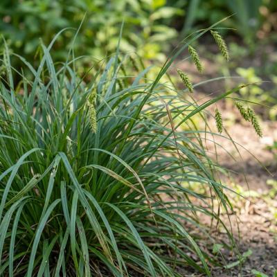 Cherokee Sedge (Carex cherokeensis)
