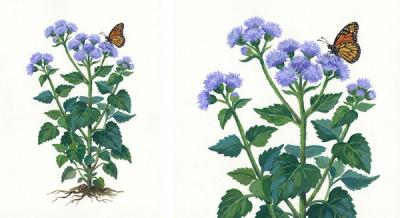 Hardy Ageratum (Conoclinium coelestinum), colorful illustration