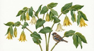 Large-flowered Bellwort (Uvularia grandiflorum), colorful illustration