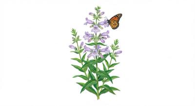 Eastern Beardtongue (Penstemon laevigatus), colorful illustration