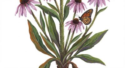 Pale Purple Coneflower (Echinacea pallida), colorful illustration