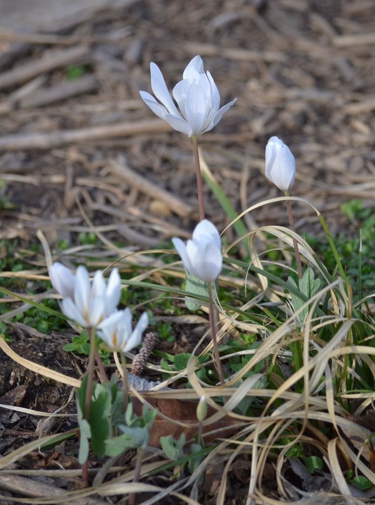 Bloodroot, additional view