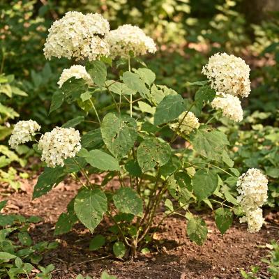 Smooth Hydrangea (Hydrangea arborescens)