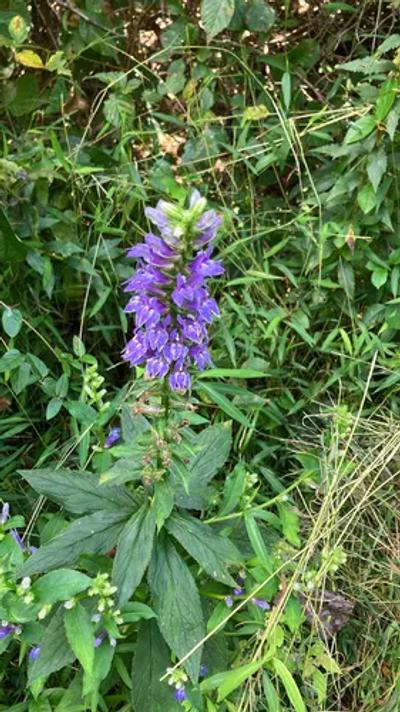 Blue Cardinal Flower (Lobelia siphilitica)