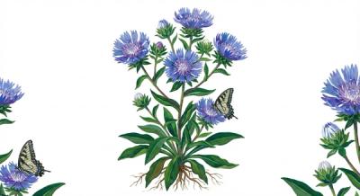 Stokes' Aster 'Blue Danube' (Stokesia laevis 'Blue Danube'), colorful illustration