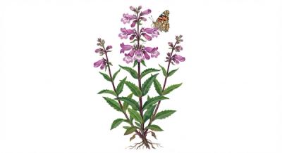 Small's Beardtongue (Penstemon smallii), colorful illustration